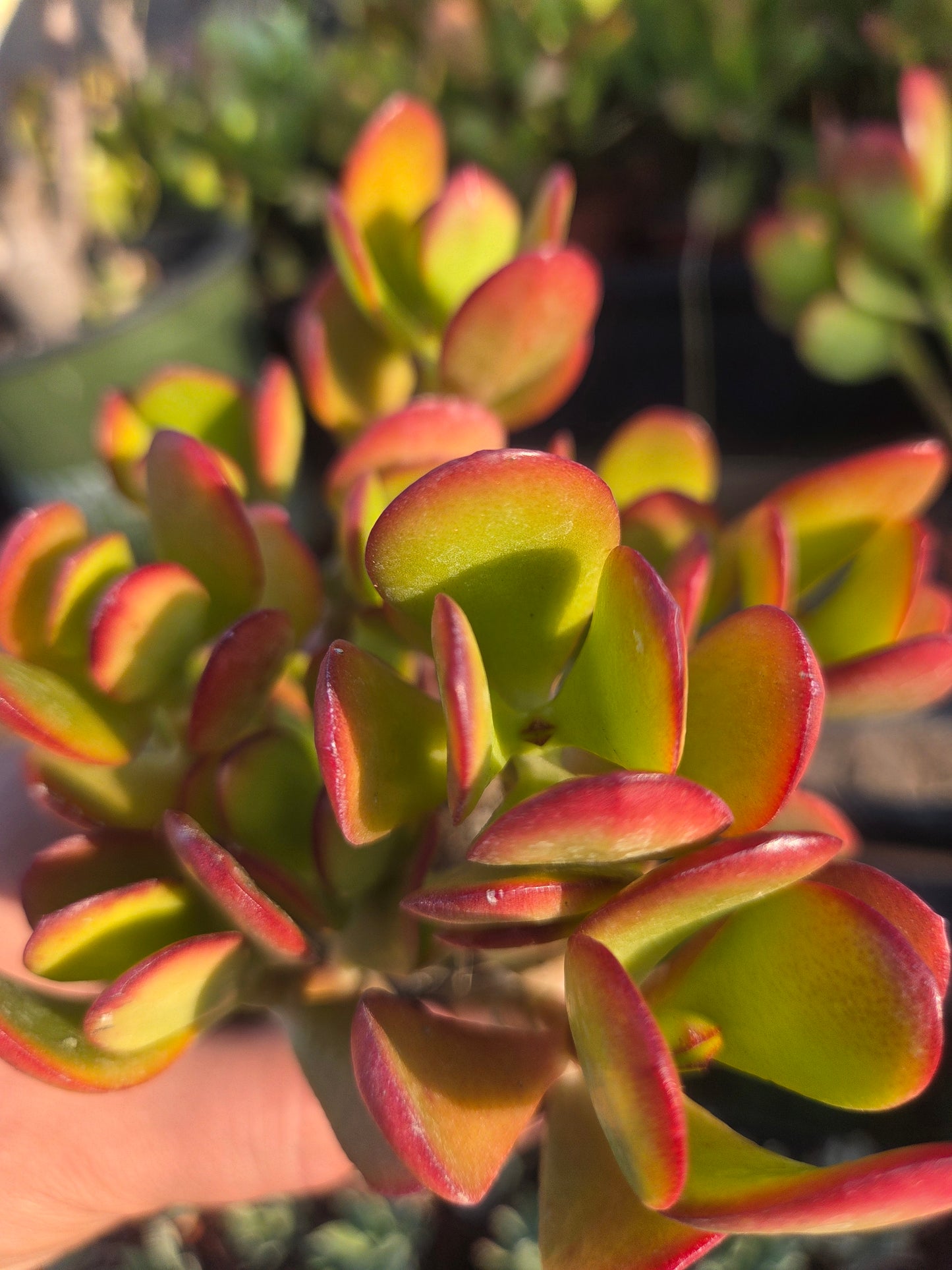 Crassula Ovata Jade (4"pot)