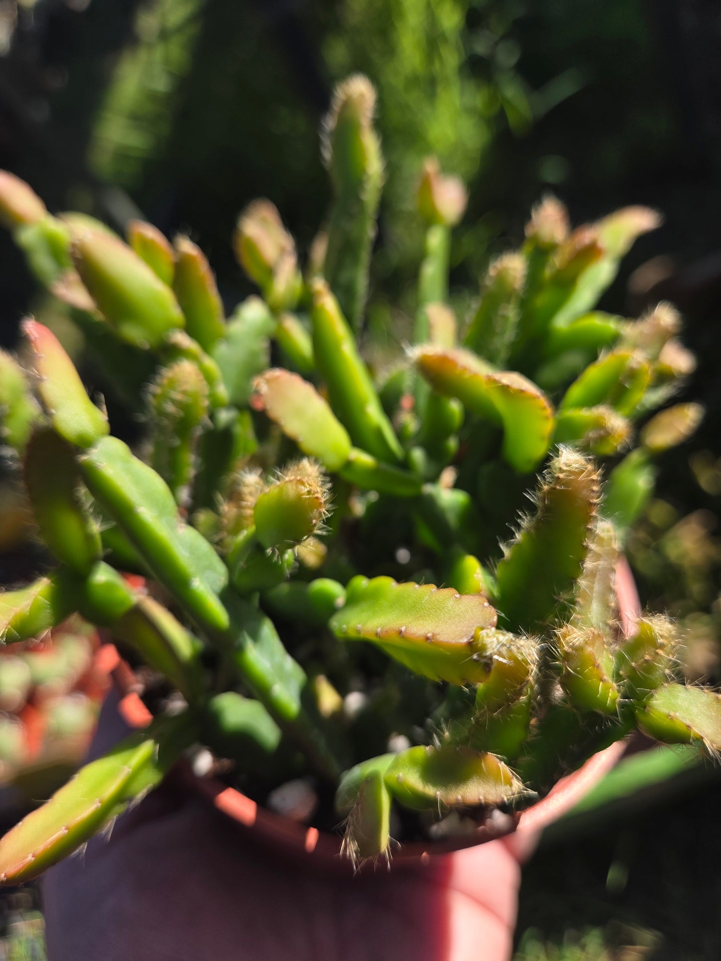 4" Rhipsialis Cereoides, Succulent Plant