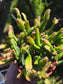 4" Rhipsialis Cereoides, Succulent Plant