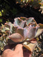Echeveria Violacina (4" pot)