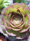 4" Aeonium Madeira Rose