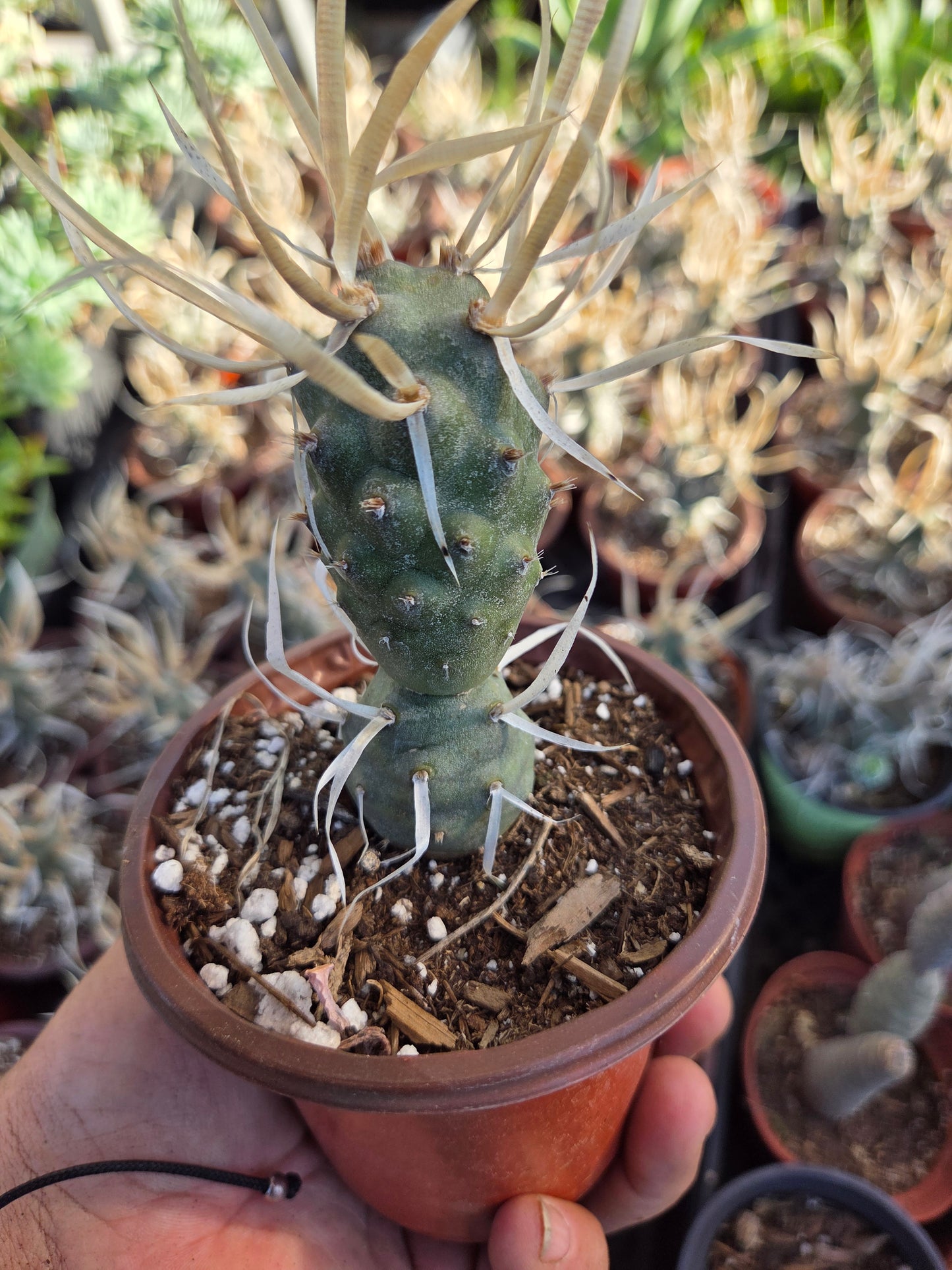 Paper Spine Cactus "Tephrocactus Articulatus" (4" pot)