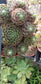 Sempervivum Arachnoideum  (4"Pot)