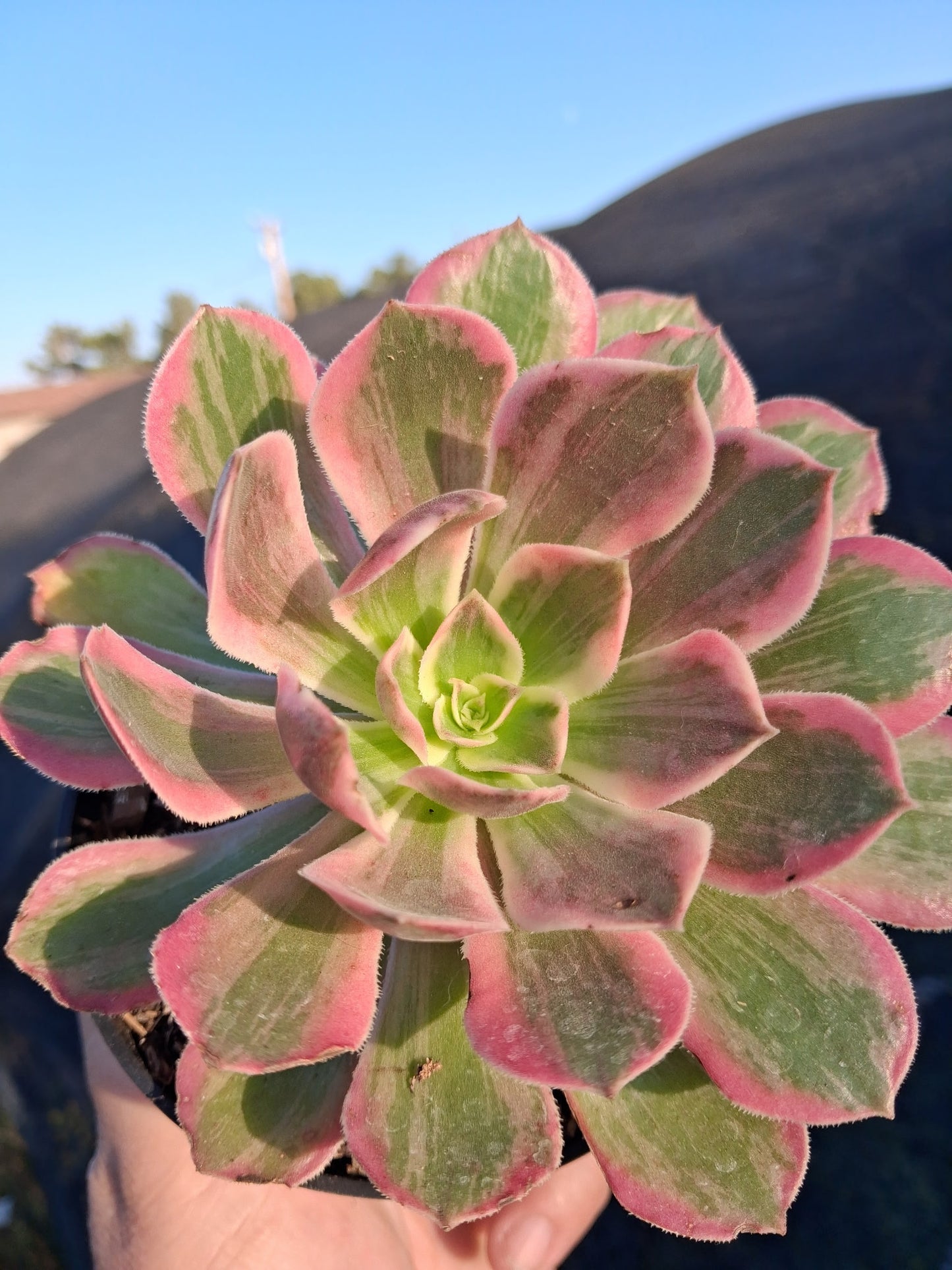 Aeonium Pink Lady (4" pot)