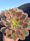 Aeonium Pink Lady (4" pot)