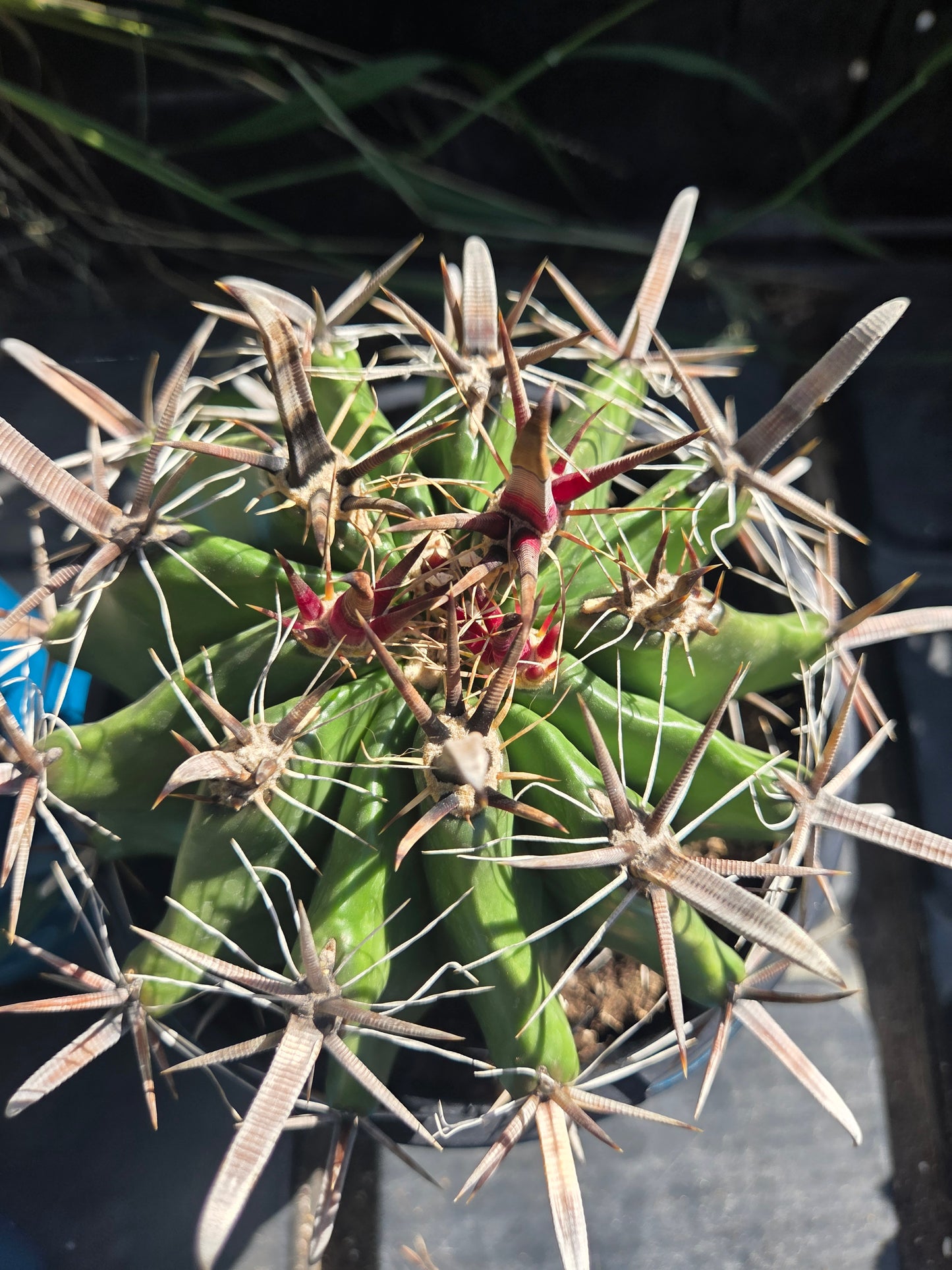 Fishhook Barrel Cactus "Ferocactus Wislizeni" (1 Gal. Pot)