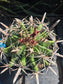 Fishhook Barrel Cactus "Ferocactus Wislizeni" (1 Gal. Pot)