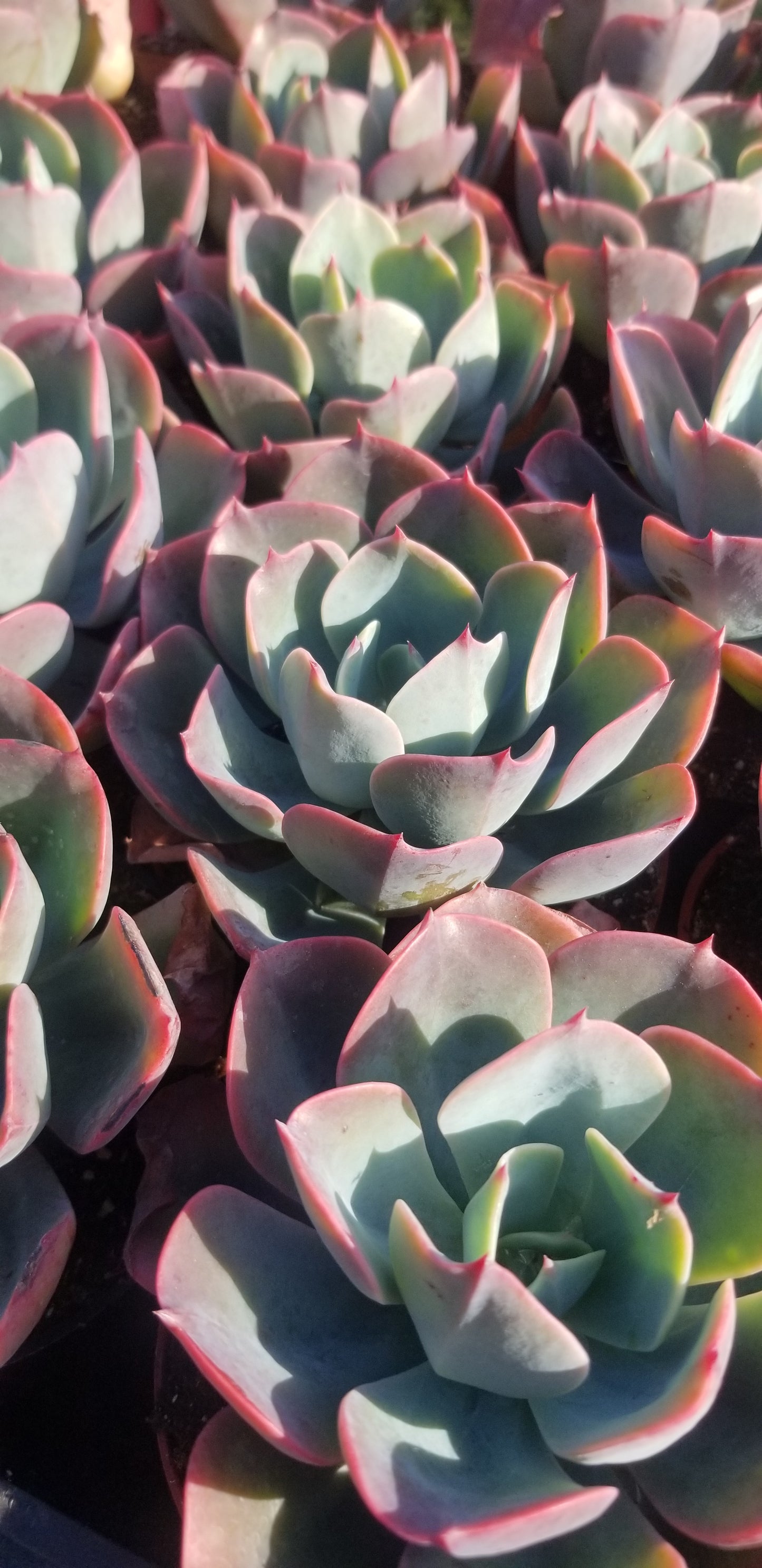 Echeveria Blue Sky (4" Pot)
