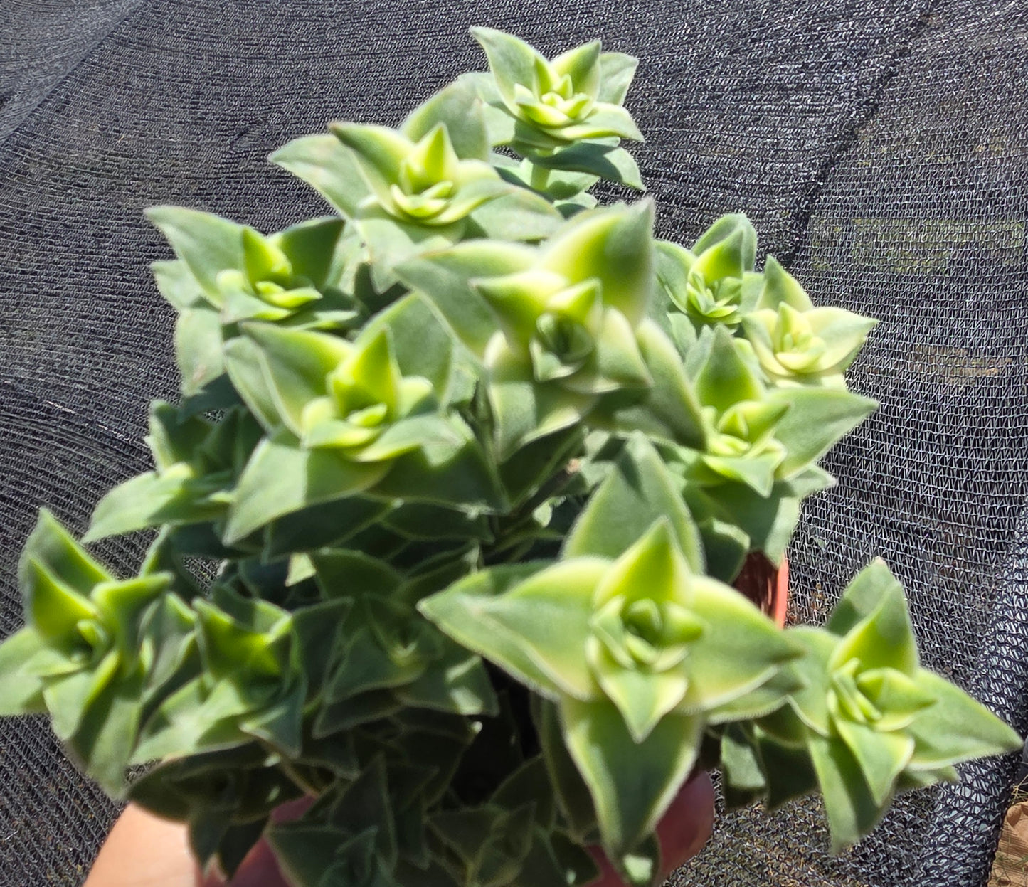 Crassula Perfolata Variegated "Strings of Bottons Variegated (4" pot) Succulent Plant