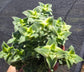 Crassula Perfolata Variegated "Strings of Bottons Variegated (4" pot) Succulent Plant