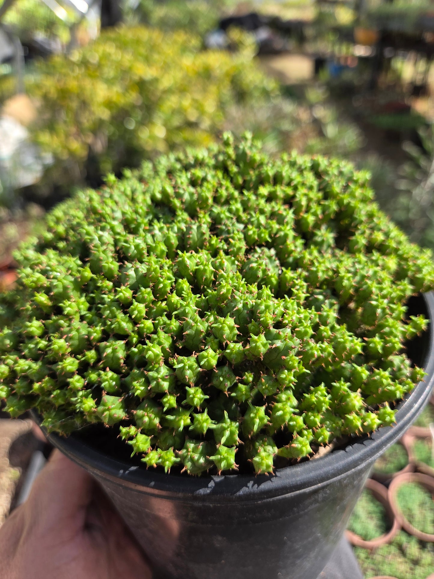 Euphorbia Submammillaris Montrose (1 Gal. pot)