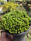 Euphorbia Submammillaris Montrose (1 Gal. pot)