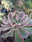 Aeonium Pink Lady (4" pot)