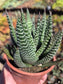 Gasteria Okabanga (4" Pot) Succulent Plant