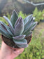 Crassula Garnet Lotus (4" pot) Succulent Plant