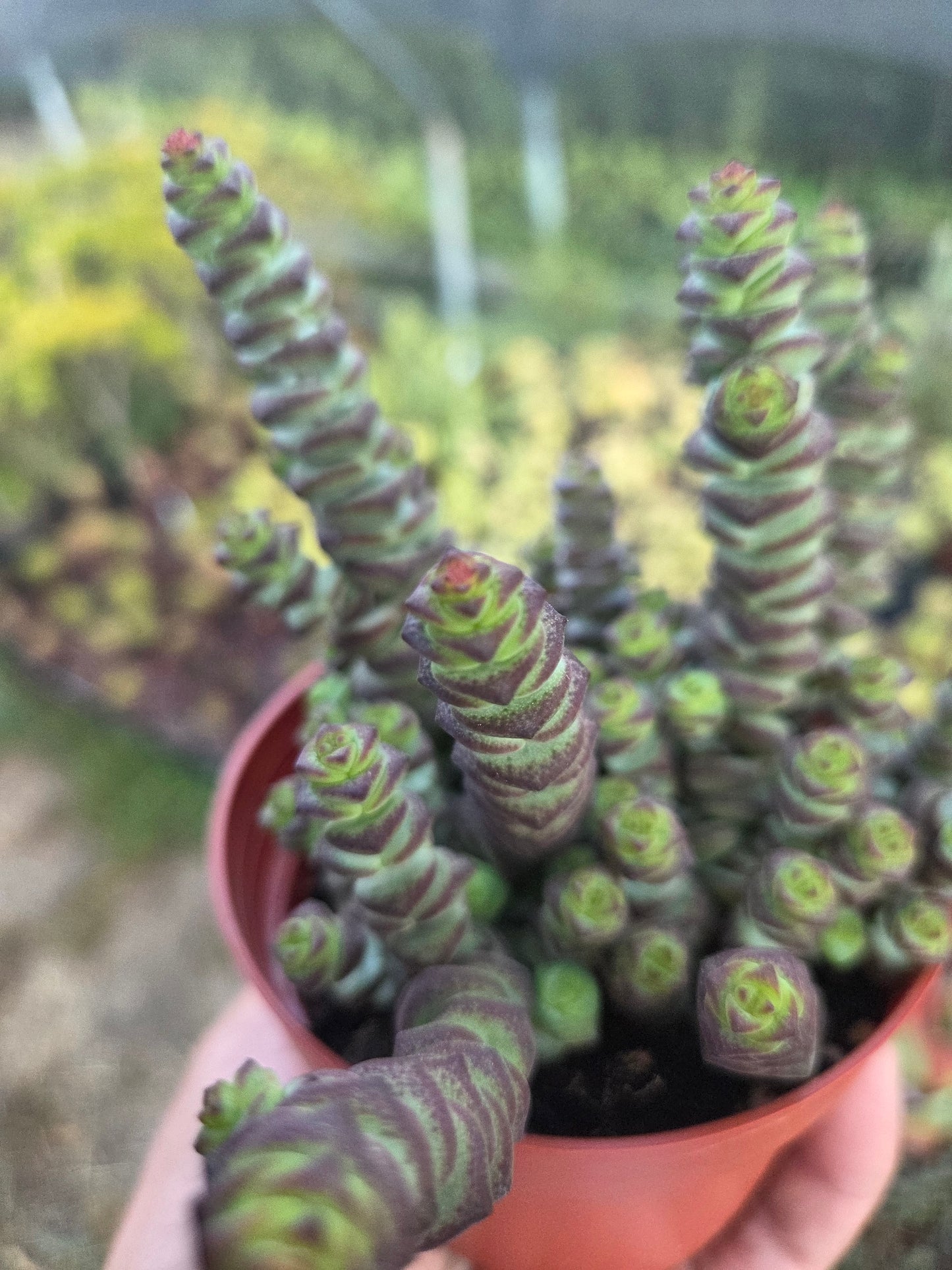 Crassula Marnieriana "Baby Neckles" (4" pot) Succulent plant