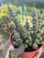 Crassula Marnieriana "Baby Neckles" (4" pot) Succulent plant