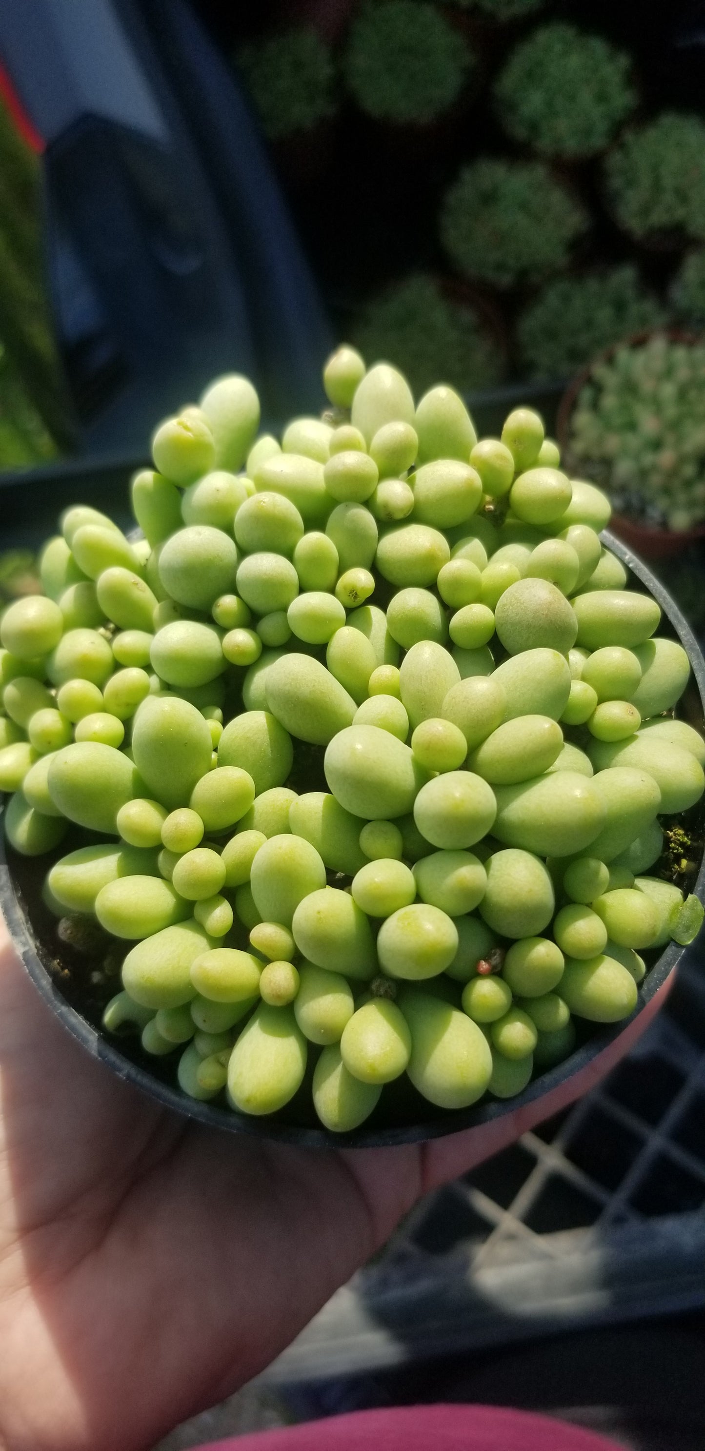 Cotyledon Schaeferianus "Dragon Eggs" (4" pot)