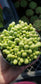 Cotyledon Schaeferianus "Dragon Eggs" (4" pot)