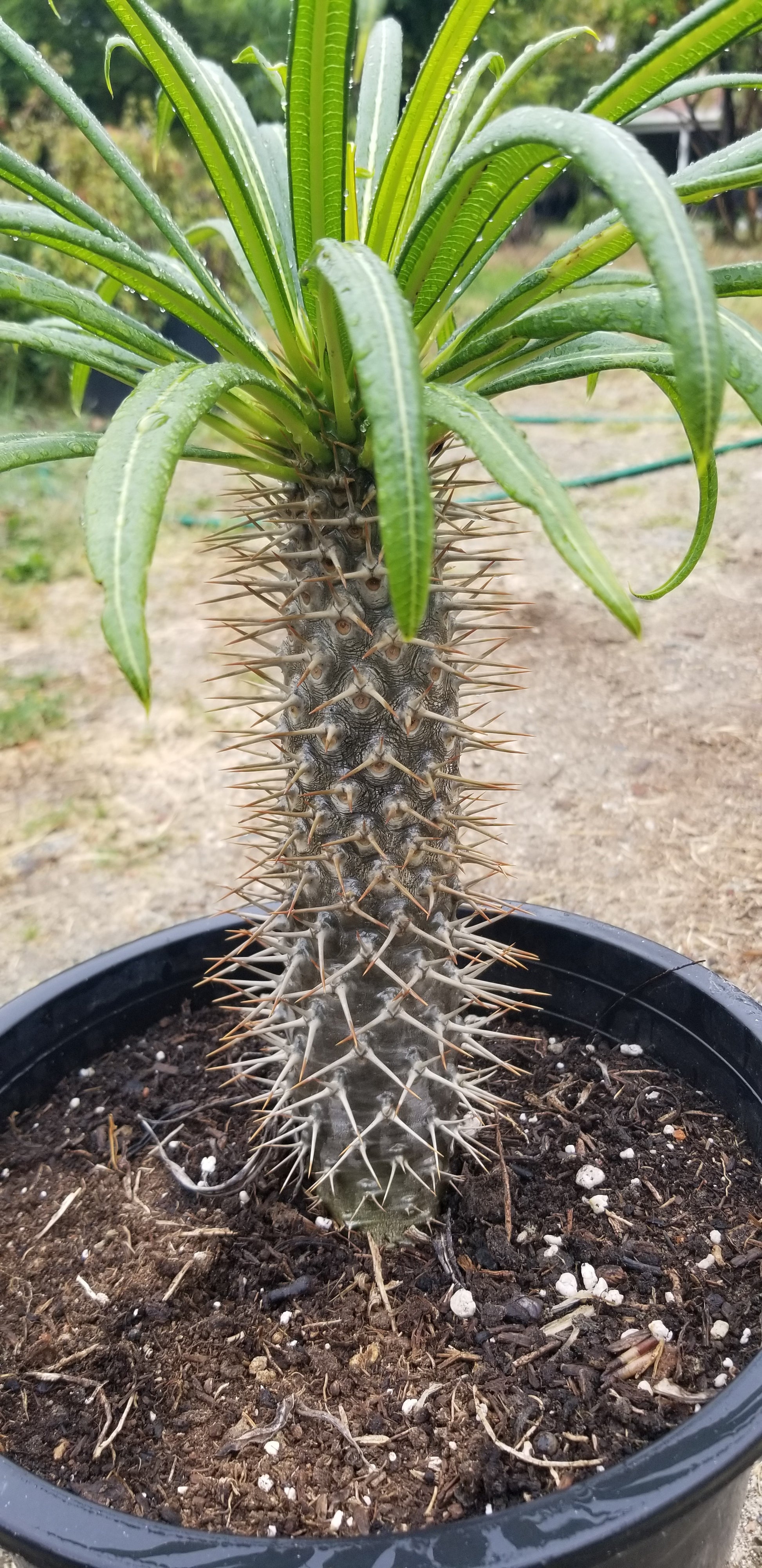 palm cactus plant Madagascar Palm "Pachypodium Lamerei" (5 Gal. Pot) – Beaultiful Desert Plants