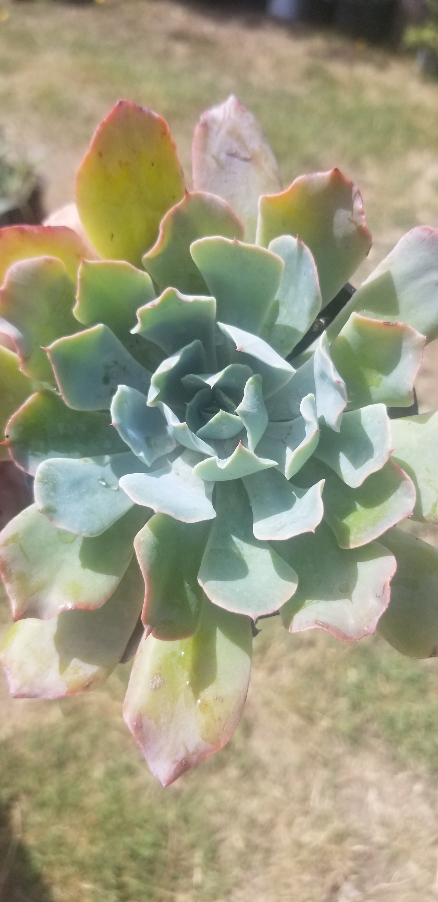 4" Echeveria Blue Frills