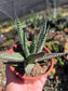 Gasteria Okabanga (4" Pot) Succulent Plant