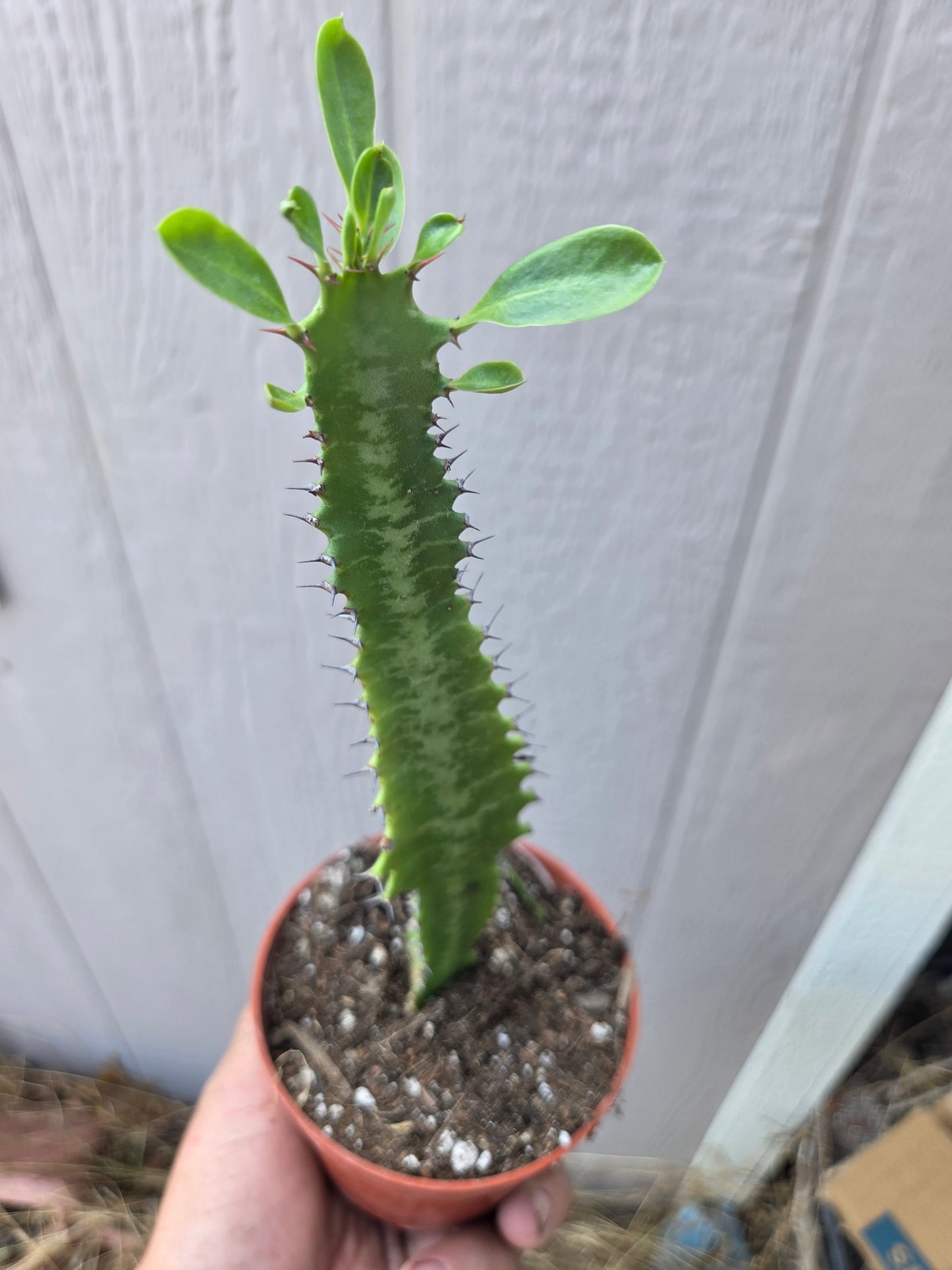 Euphorbia Trigona Milk Tree (4" pot)