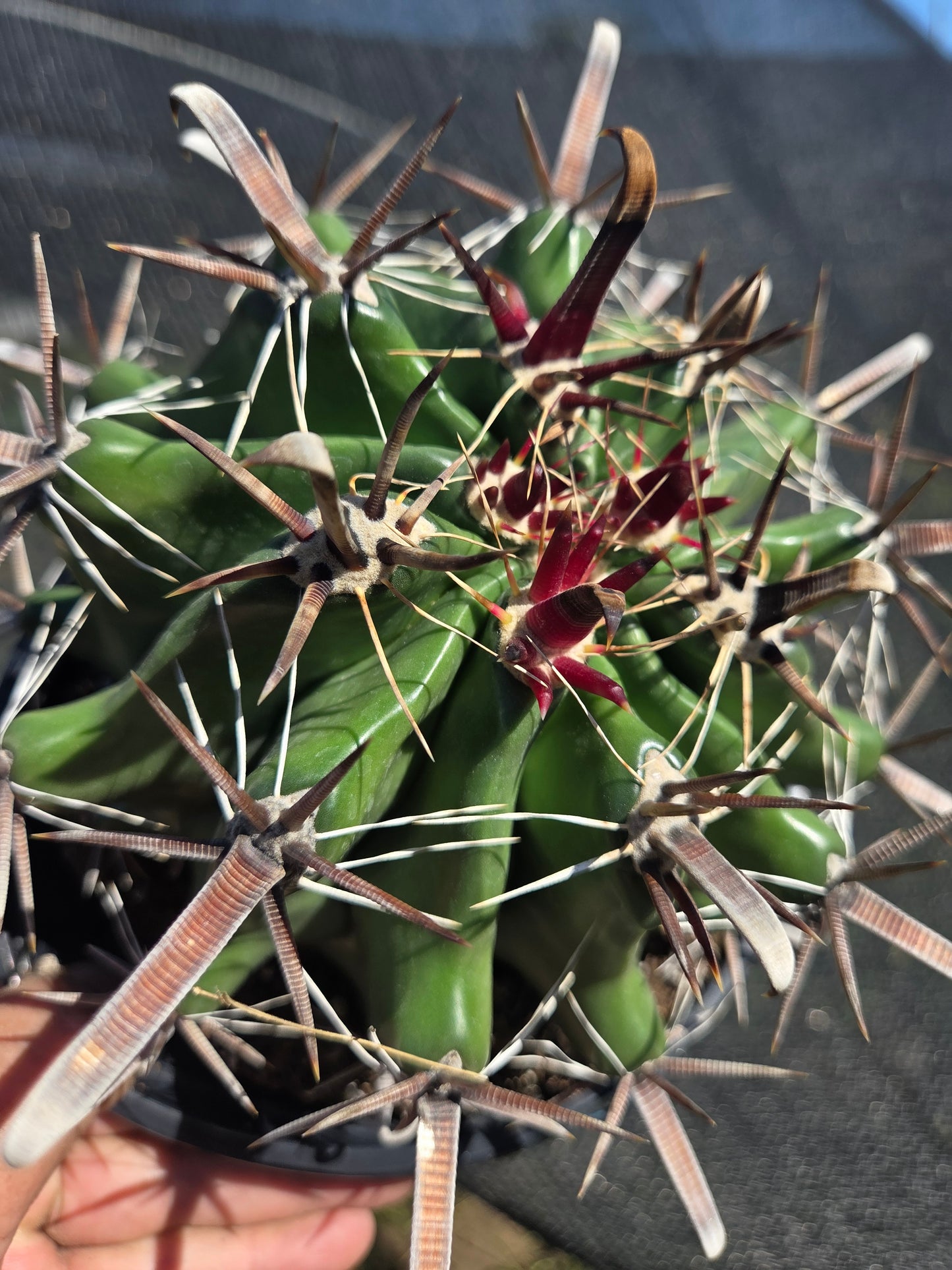 Fishhook Barrel Cactus "Ferocactus Wislizeni" (1 Gal. Pot)