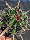 Fishhook Barrel Cactus "Ferocactus Wislizeni" (1 Gal. Pot)
