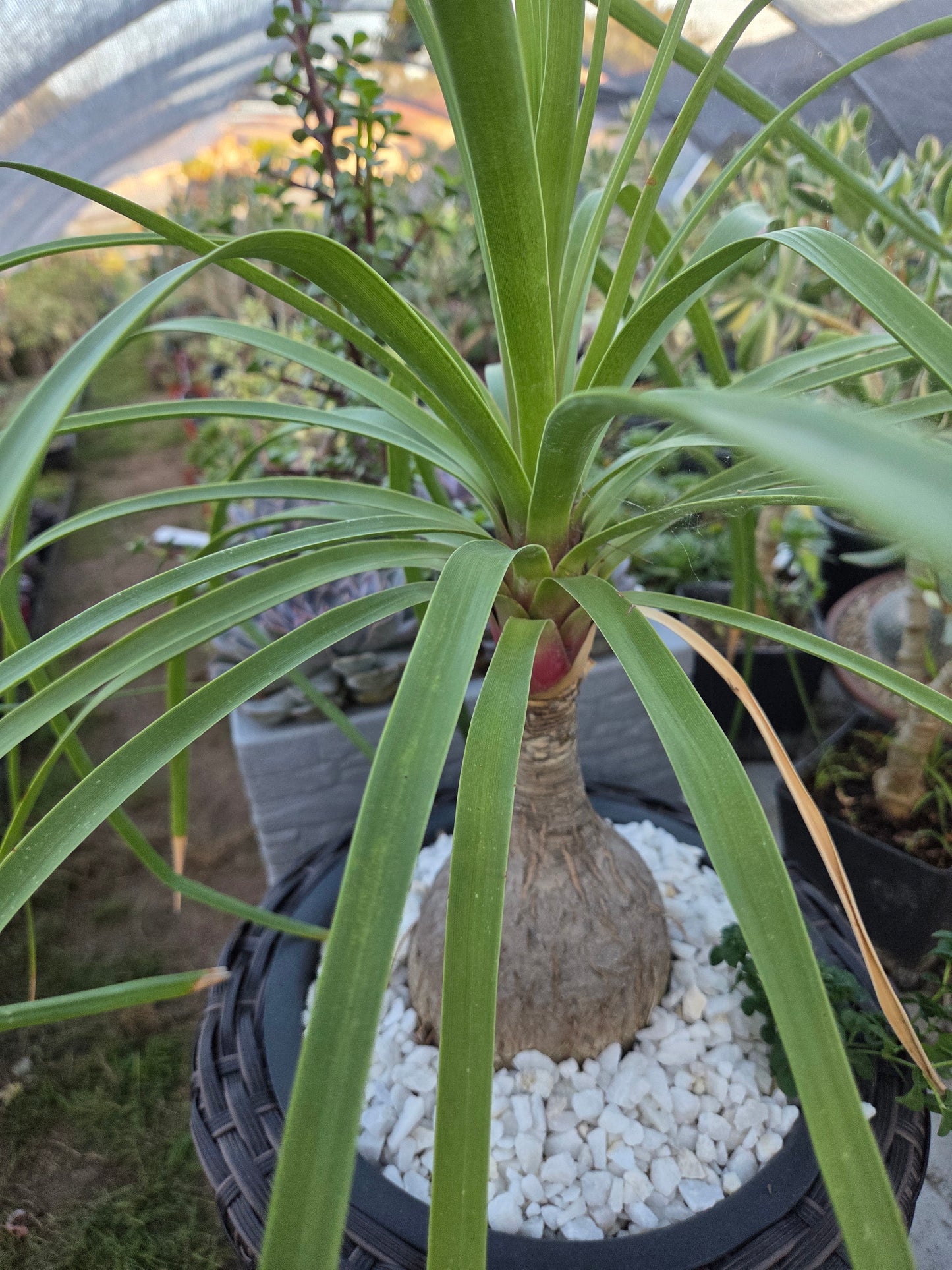Ponytail Palm, Beaucarnea Recurvata "Elephant Foot Palm"