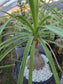 Ponytail Palm, Beaucarnea Recurvata "Elephant Foot Palm"