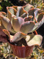 Echeveria Violacina (4" pot)