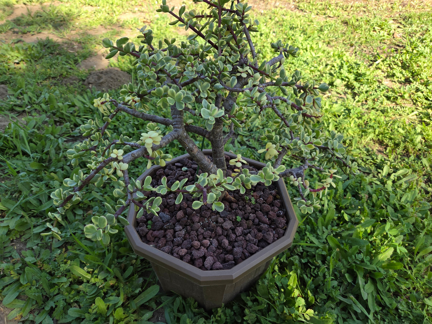 Portulacaria Afra Variegated Tree " Variegated Elephant Bush Tree" Bonsai Tree