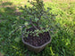 Portulacaria Afra Variegated Tree " Variegated Elephant Bush Tree" Bonsai Tree
