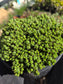 Euphorbia Submammillaris Montrose (1 Gal. pot)