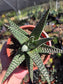 Gasteria Okabanga (4" Pot) Succulent Plant