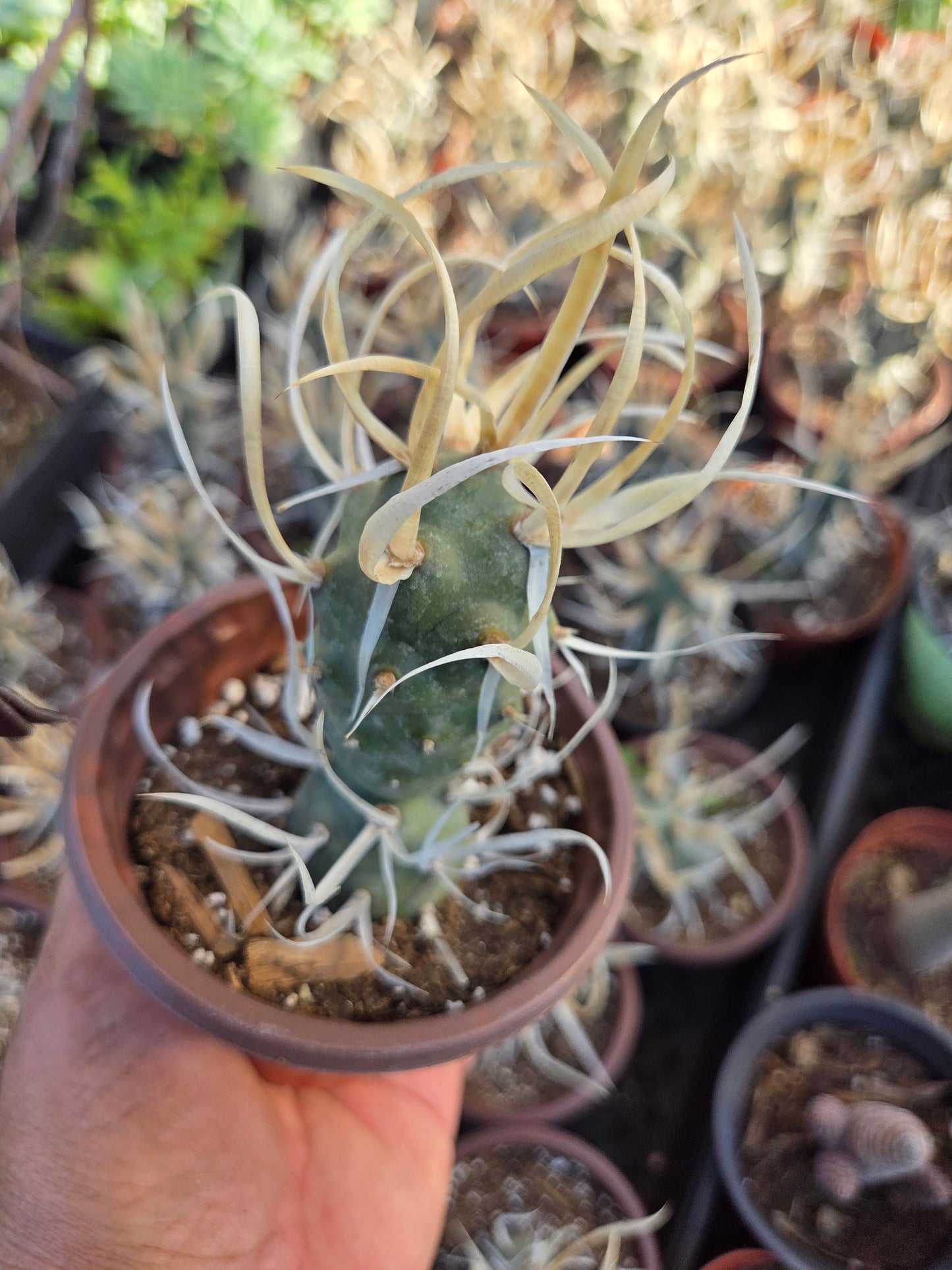 Paper Spine Cactus "Tephrocactus Articulatus" (4" pot)