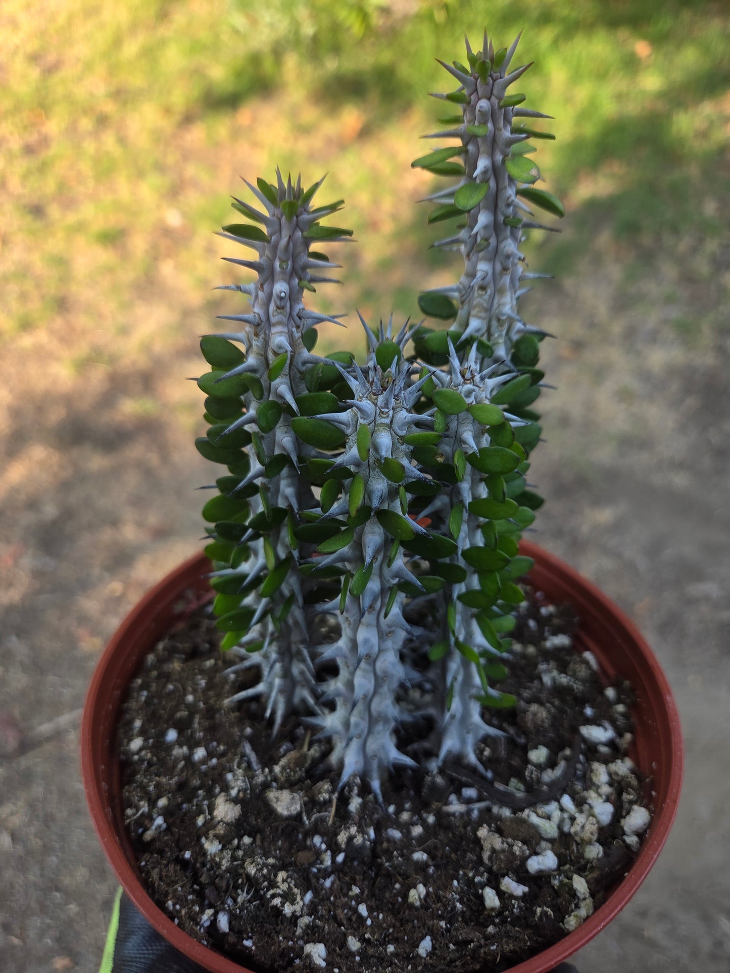 Alludia Procera Madagascar "Ocotillo" Cactus (6" Pot)