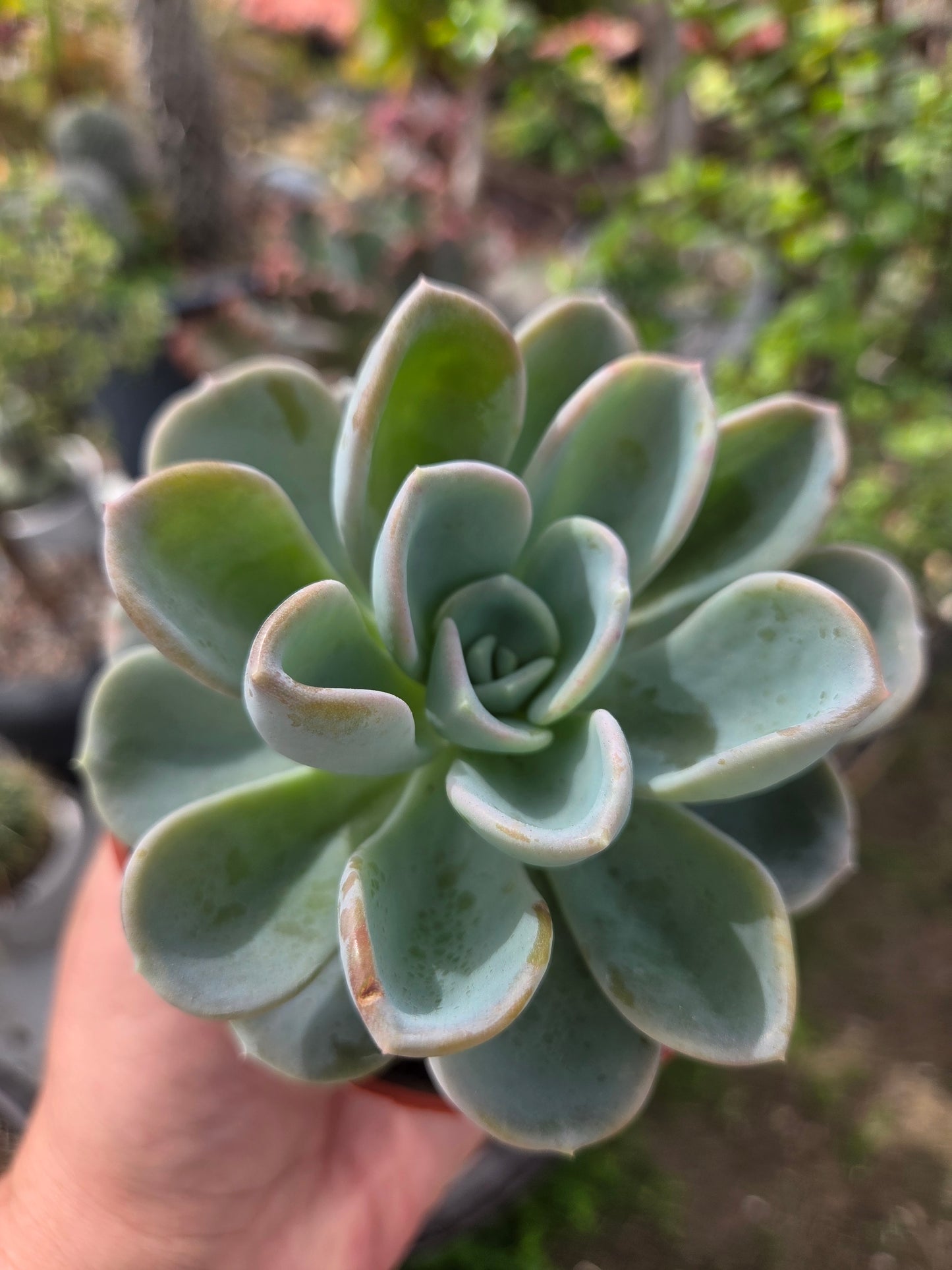Pachyveria Orpet