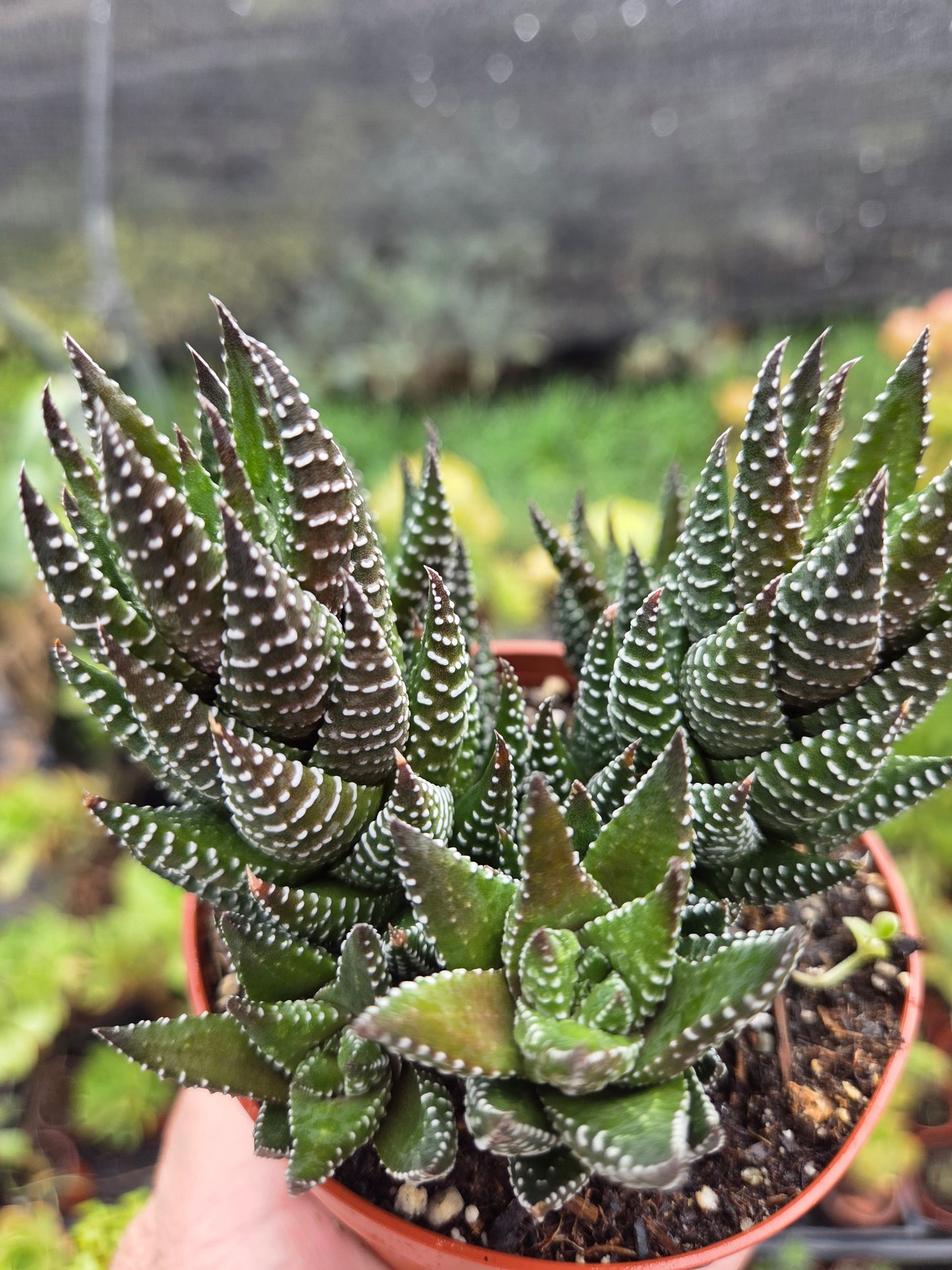 Haworthia Coarctata (4" pot)