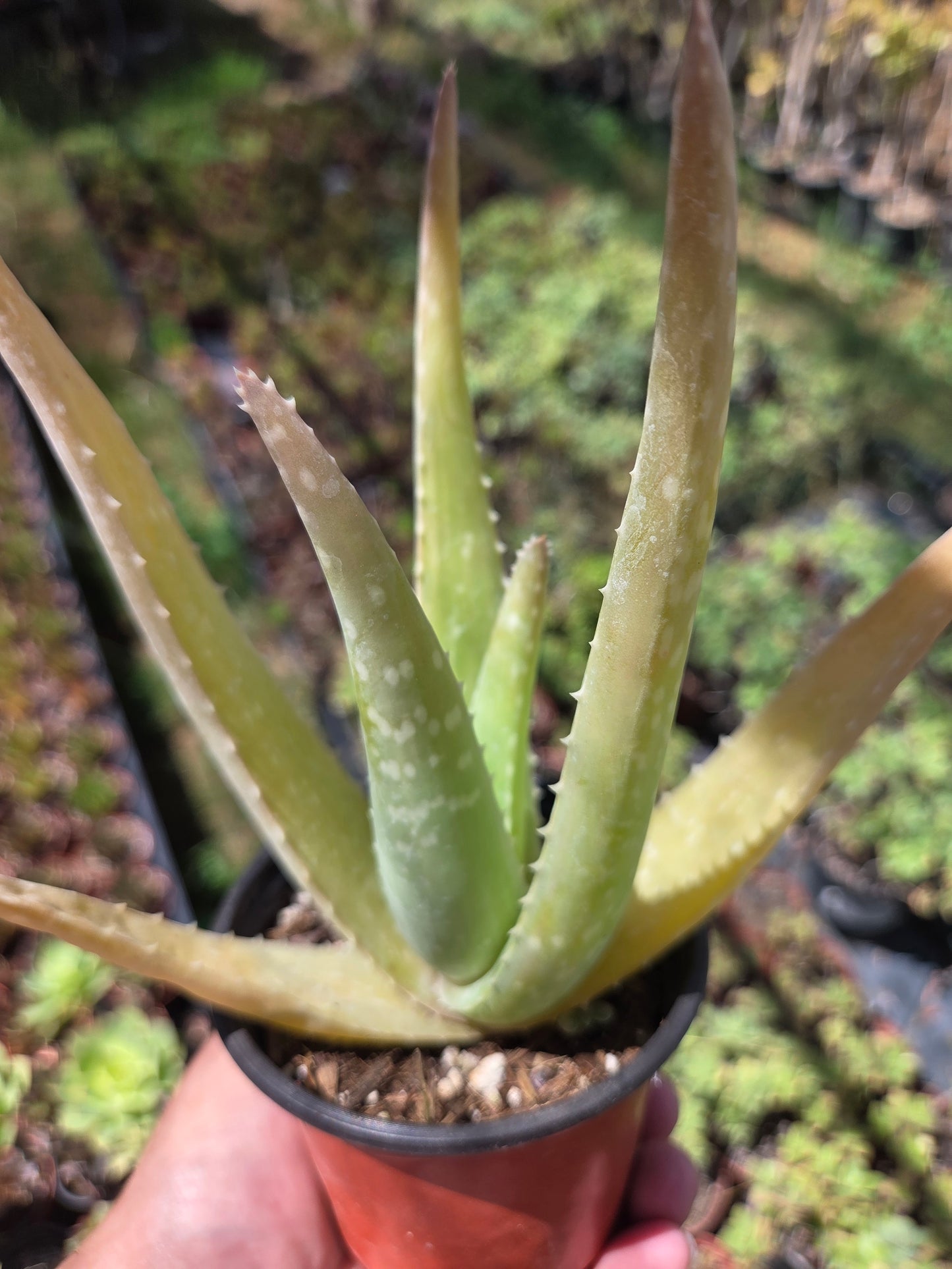 Aloe Vera plant (4" pot) Succulent plant