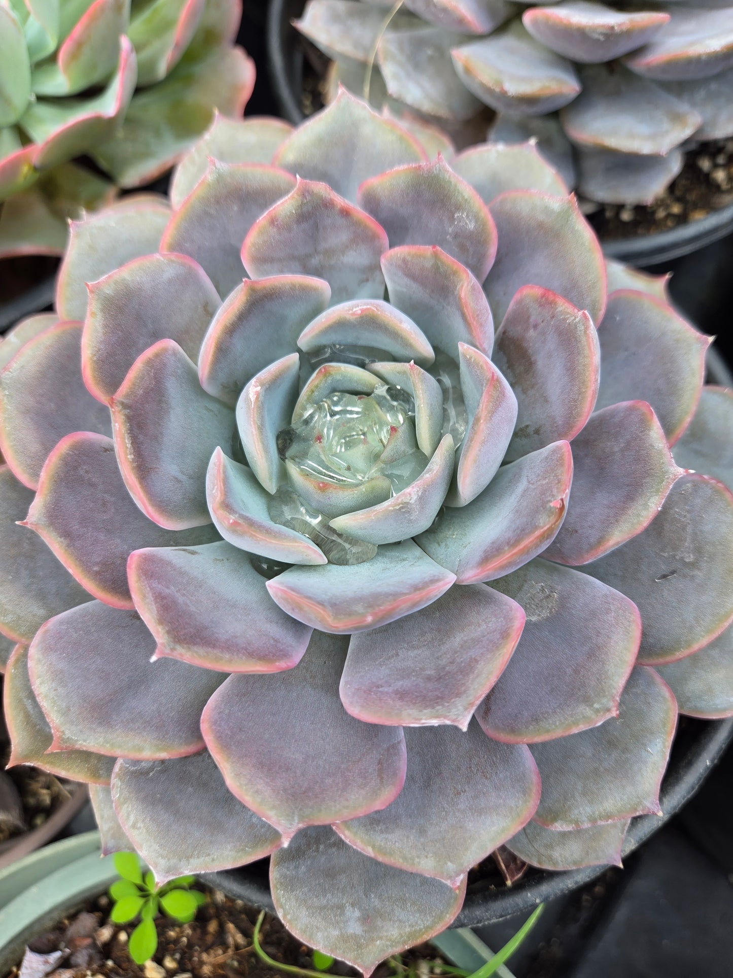 Echeveria Orion (1 gal. Pot) Succulent plant
