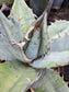 Agave Titanota "White Ice"