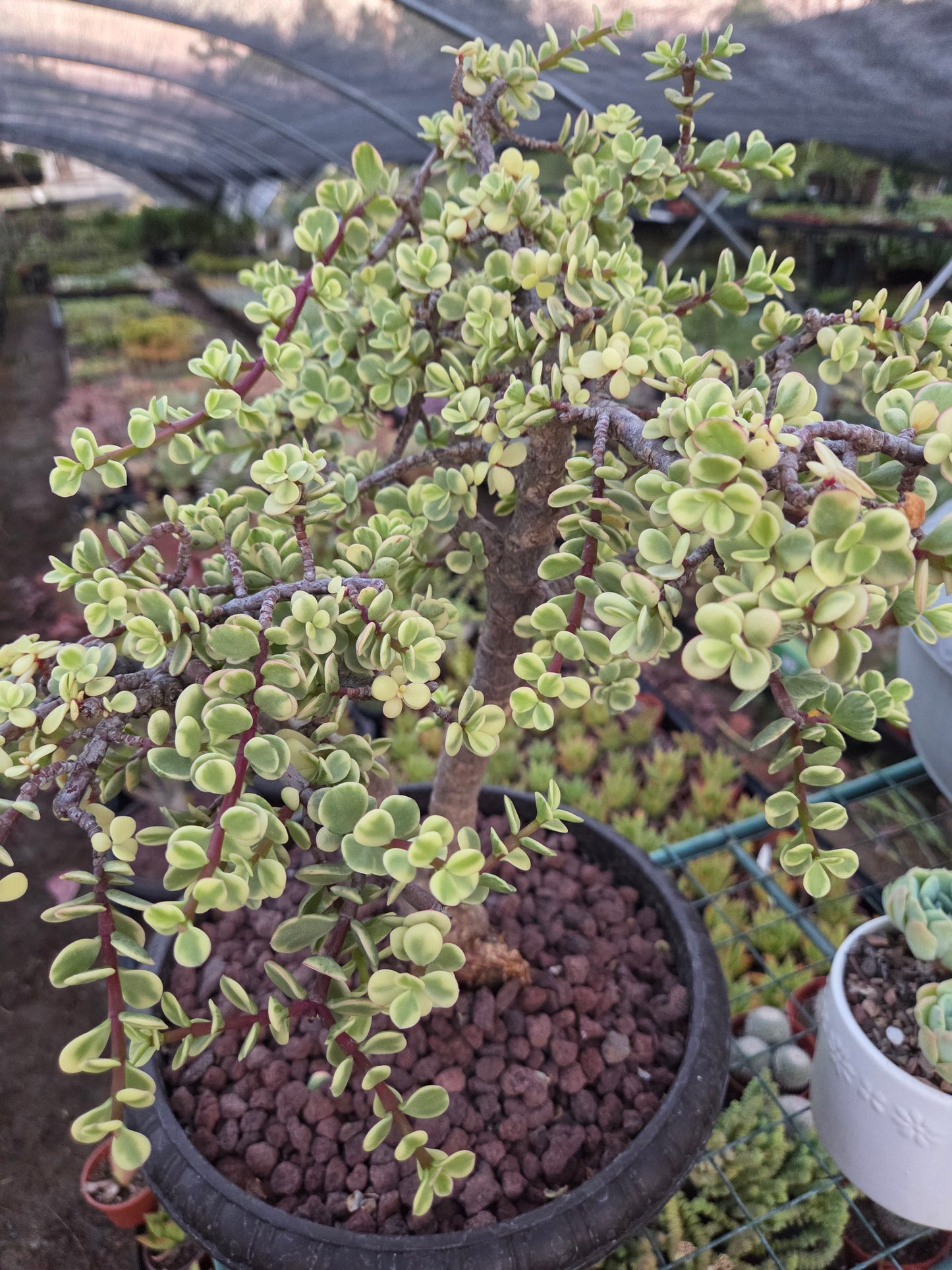 Portulacaria Afra Variegated Tree " Variegated Elephant Bush Tree" Bonsai Tree
