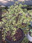 Portulacaria Afra Variegated Tree " Variegated Elephant Bush Tree" Bonsai Tree
