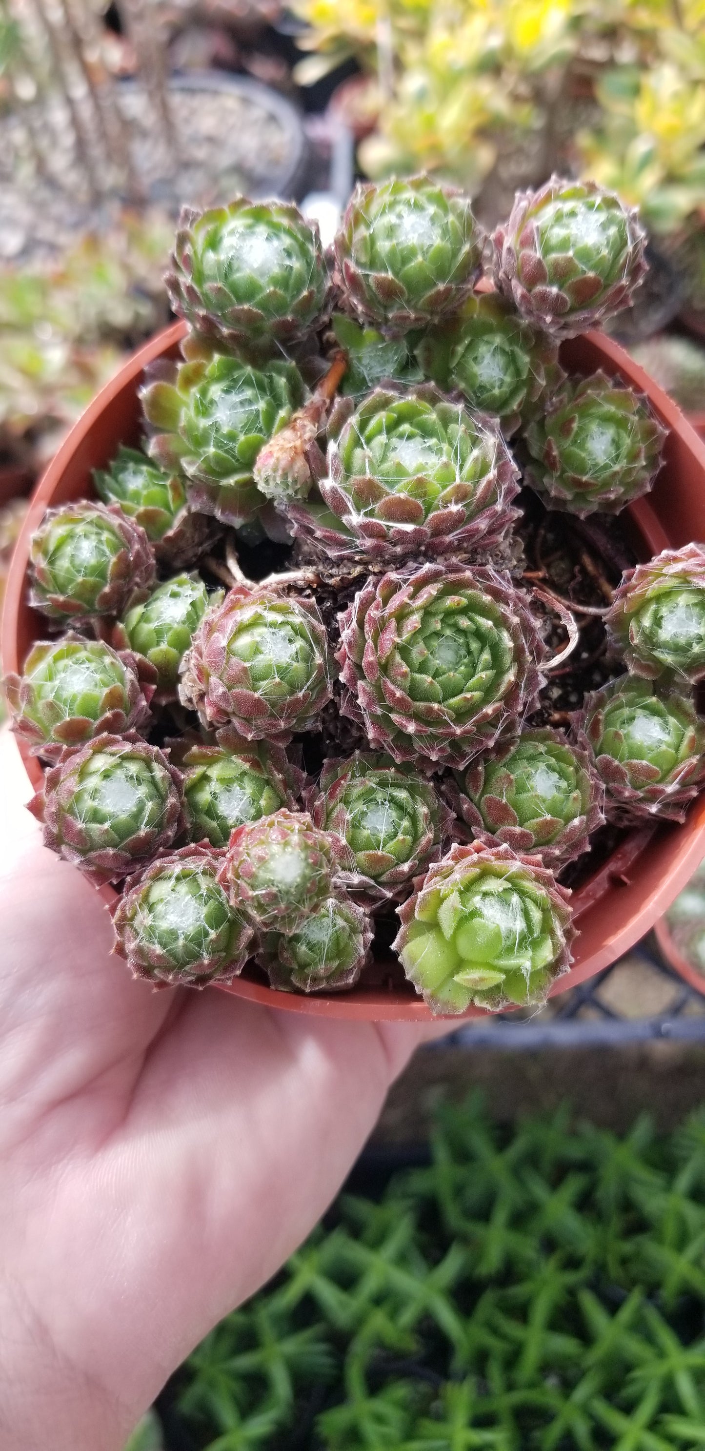 Sempervivum Arachnoideum  (4"Pot)
