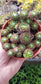 Sempervivum Arachnoideum  (4"Pot)