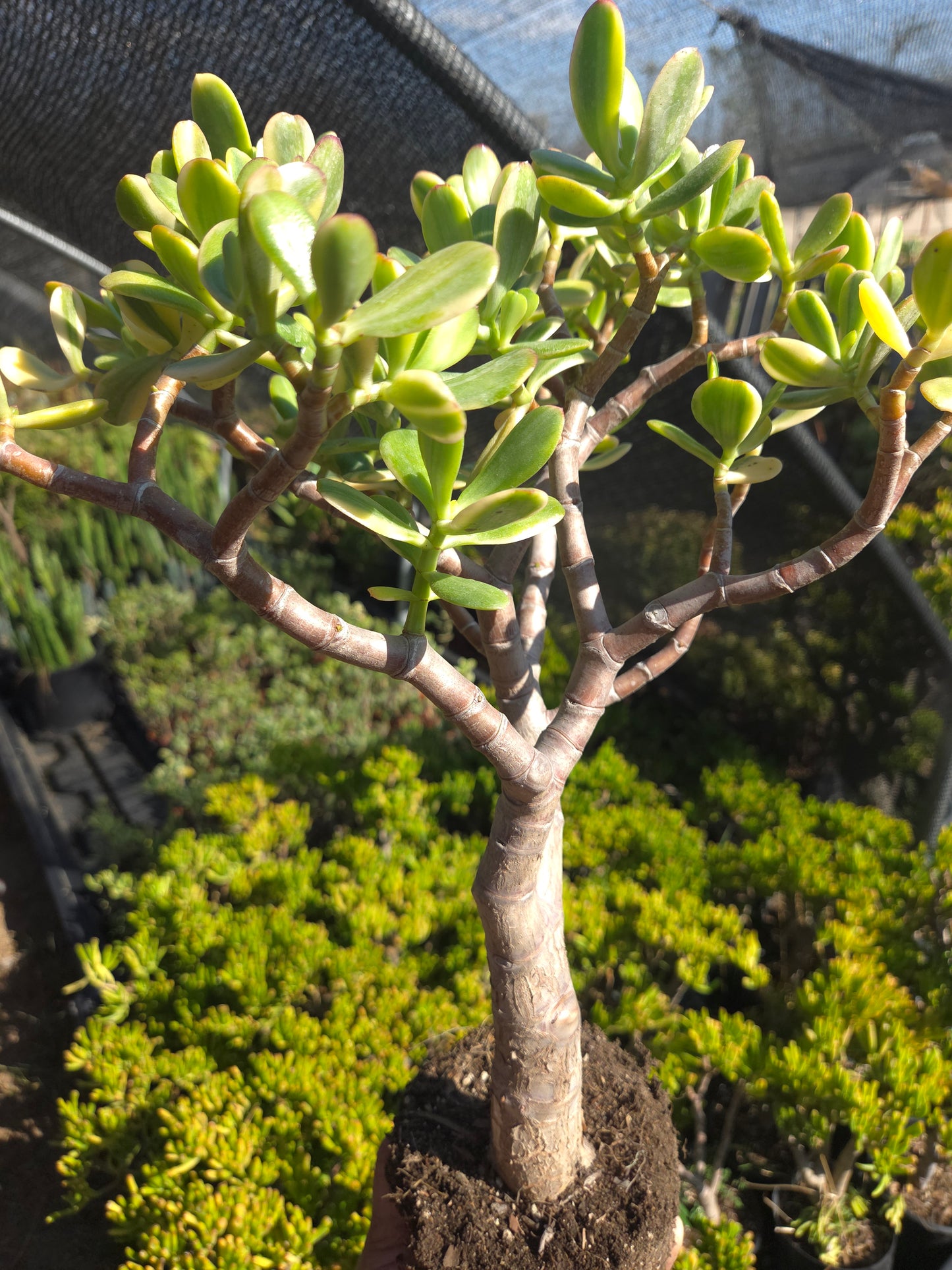 Crassula Ovata Lemon and Lime Tree, Bonsai Tree