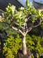 Crassula Ovata Lemon and Lime Tree, Bonsai Tree
