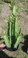 Euphorbia Trigona "African Milk Tree" (1 Gal. Pot)